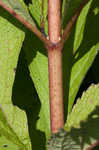 Coastal plain joe pye weed